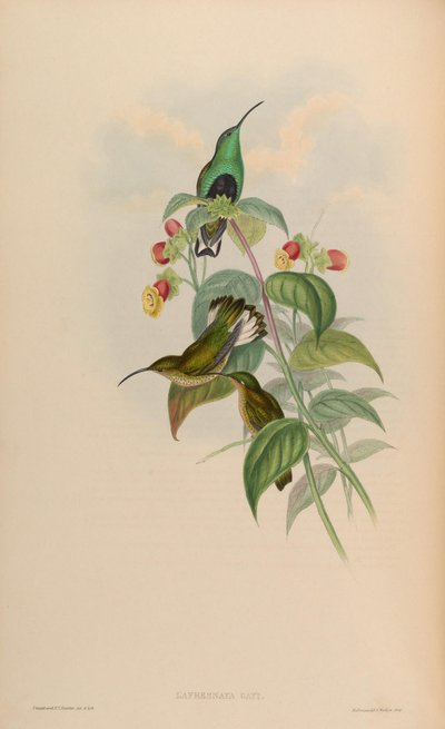 Lafresnaya gayi - John Gould